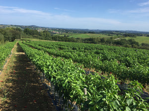 Le Piment d'Espelette